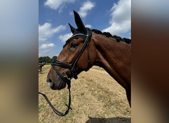 Westphalian, Gelding, 8 years, 16.2 hh, Brown