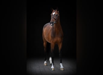 Westphalian, Gelding, 8 years, 16.2 hh, Brown