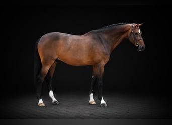 Westphalian, Gelding, 8 years, 16.2 hh, Brown