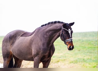 Westphalian, Gelding, 8 years, 16.3 hh, Brown
