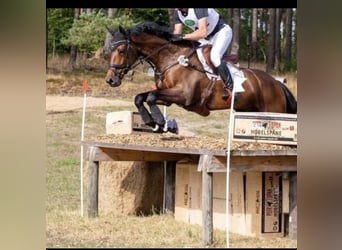 Westphalian, Gelding, 8 years, 16.3 hh, Brown