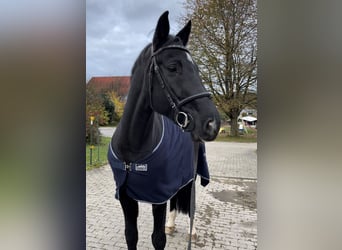 Westphalian, Gelding, 8 years, 16.3 hh, Smoky-Black