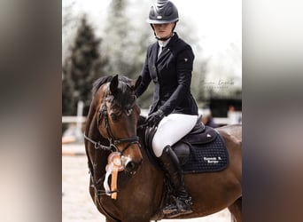 Westphalian, Gelding, 8 years, 16 hh, Brown