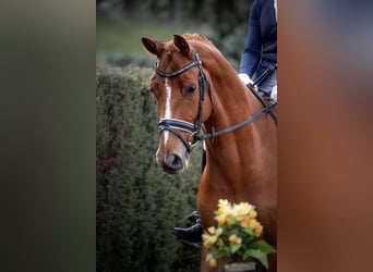 Westphalian, Gelding, 8 years, 16 hh, Chestnut-Red