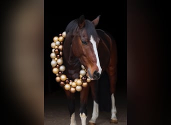 Westphalian, Gelding, 8 years, 16,1 hh, Bay-Dark