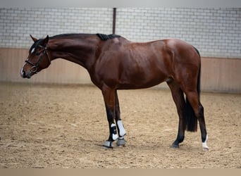 Westphalian, Gelding, 8 years, 16,1 hh, Brown