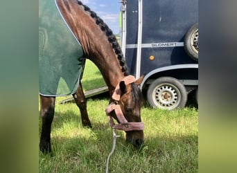 Westphalian, Gelding, 8 years, 16,1 hh, Brown