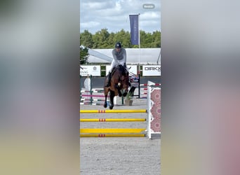 Westphalian, Gelding, 8 years, 16,1 hh, Brown