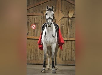 Westphalian Mix, Gelding, 8 years, 16,1 hh, Grey