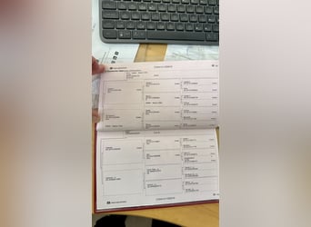 Westphalian, Gelding, 8 years, 16,1 hh, Grey