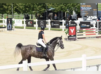 Westphalian, Gelding, 8 years, 16,1 hh, Grey