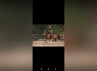 Westphalian, Gelding, 8 years, 16,2 hh, Chestnut