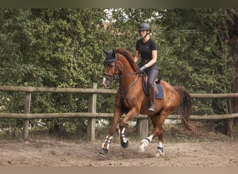 Westphalian, Gelding, 8 years, 16,2 hh, Chestnut