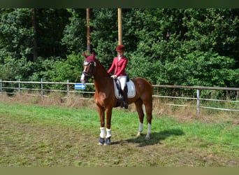 Westphalian, Gelding, 8 years, 16,2 hh, Chestnut
