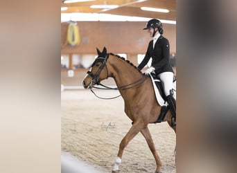 Westphalian, Gelding, 8 years, 16,2 hh, Chestnut-Red