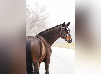 Westphalian, Gelding, 8 years, 16,3 hh, Brown