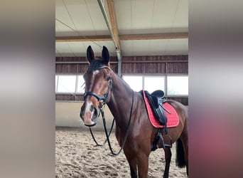 Westphalian, Gelding, 8 years, 16,3 hh, Brown