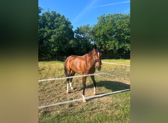 Westphalian, Gelding, 8 years, 17,1 hh, Brown