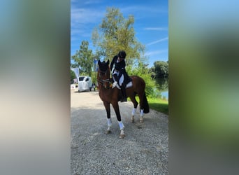 Westphalian, Gelding, 8 years, 17,1 hh, Brown