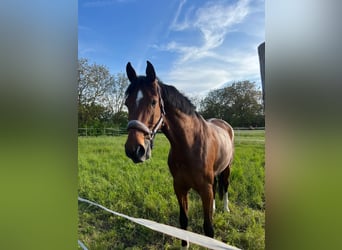 Westphalian, Gelding, 8 years, 17,1 hh, Brown