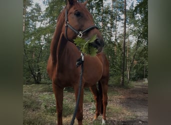 Westphalian, Gelding, 8 years, 17.1 hh, Chestnut-Red