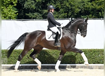 Westphalian, Gelding, 8 years, 17 hh, Black