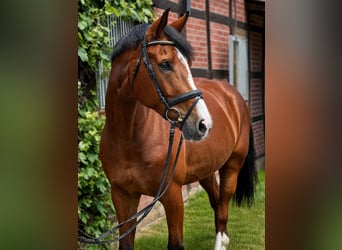 Westphalian, Gelding, 8 years, 17 hh, Brown