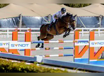 Westphalian, Gelding, 8 years, 17 hh, Brown