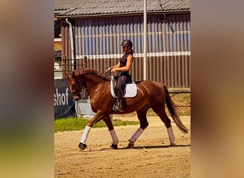 Westphalian, Gelding, 8 years, 17 hh, Chestnut