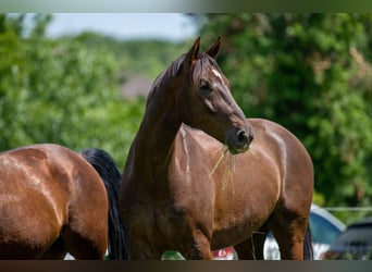 Westphalian, Gelding, 8 years, 17 hh, Chestnut