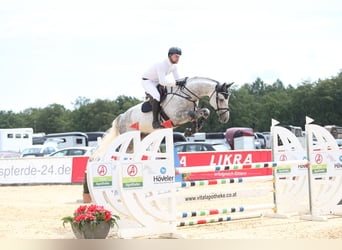 Westphalian, Gelding, 8 years, 17 hh, Gray