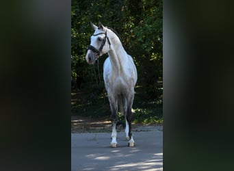 Westphalian, Gelding, 8 years, 17 hh, Grey