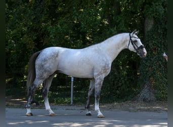 Westphalian, Gelding, 8 years, 17 hh, Grey