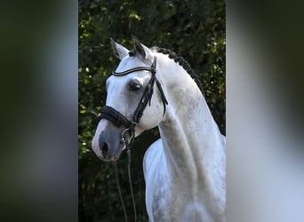 Westphalian, Gelding, 8 years, 17 hh, Grey