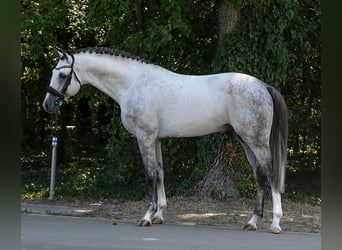 Westphalian, Gelding, 8 years, 17 hh, Grey