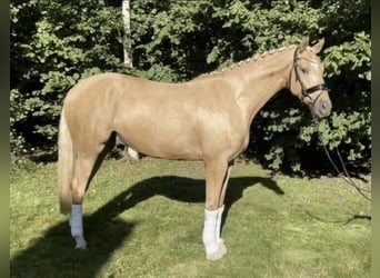 Westphalian, Gelding, 8 years, 17 hh, Palomino