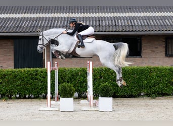 Westphalian, Gelding, 8 years, 17,2 hh, Grey