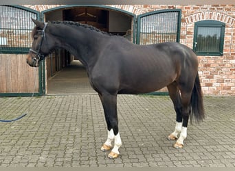 Westphalian, Gelding, 8 years, Bay-Dark