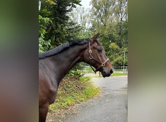 Westphalian, Gelding, 8 years