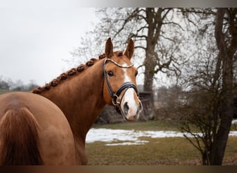 Westphalian, Gelding, 9 years, 16.1 hh, Chestnut-Red