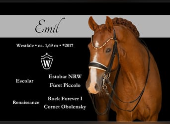 Westphalian, Gelding, 9 years, 16.1 hh, Chestnut-Red