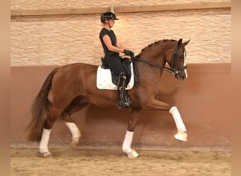 Westphalian, Gelding, 9 years, 16.1 hh, Chestnut-Red