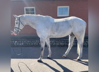Westphalian, Gelding, 9 years, 16.1 hh, Grey