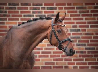 Westfale, Wallach, 9 Jahre, 16,2 hh, Brauner