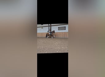 Westphalian, Gelding, 9 years, 16.2 hh, Brown