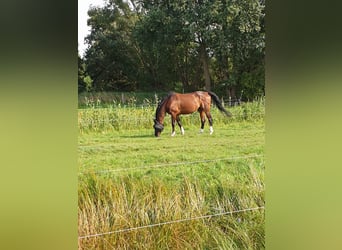 Westphalian, Gelding, 9 years, 16.2 hh, Brown