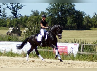 Westphalian, Gelding, 9 years, 16.2 hh, Smoky-Black