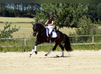 Westphalian, Gelding, 9 years, 16.2 hh, Smoky-Black