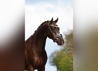 Westphalian, Gelding, 9 years, 16,3 hh, Black