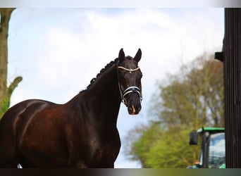 Westphalian, Gelding, 9 years, 16,3 hh, Black